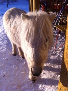 The Guardian of the Waffle Cabin