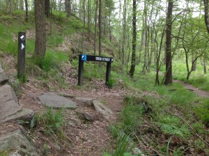 Following the black-and-white rabbit.